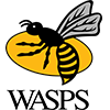 Wasps